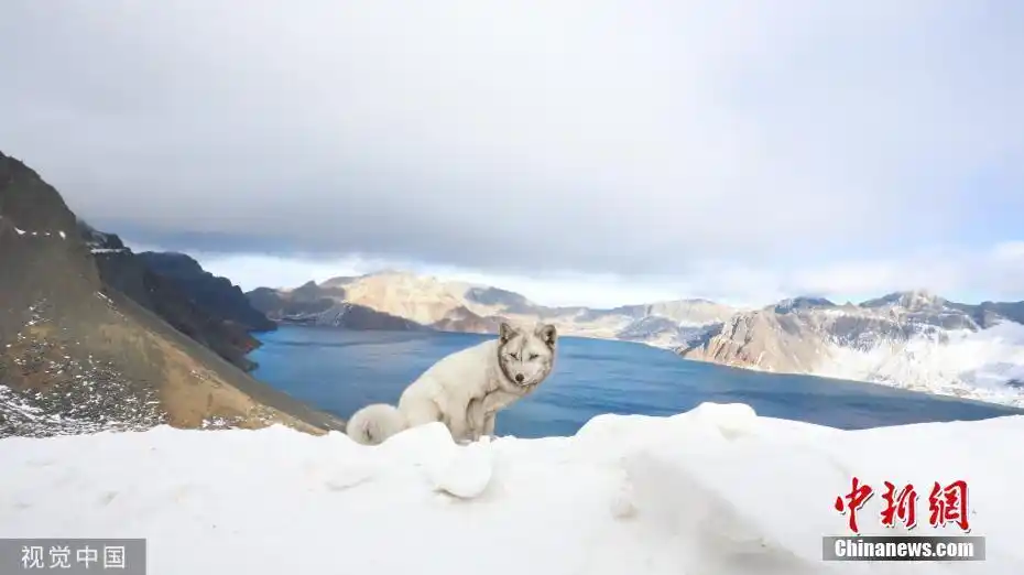 民警天池边巡逻偶遇"雪山飞狐"