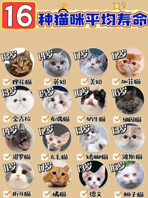 猫咪平均寿命是多少年