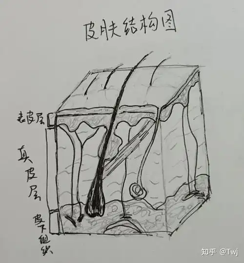 不要着急我们先来了解一下我们的皮肤结构,皮肤分为表皮