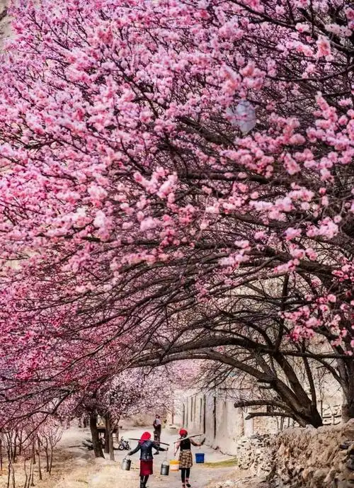 新疆伊犁杏花沟醉美人间四月天欢迎来到伊犁最美的季节