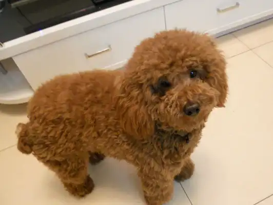 刚刚开始这类狗狗只有红棕色的,修剪完成造型之后特别像是移动的泰迪