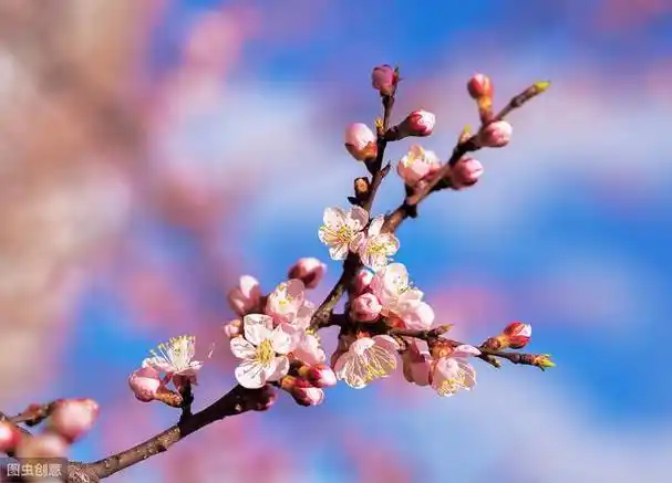 诗词‖关于杏花的二十四个唯美句子,收藏起来慢慢看!
