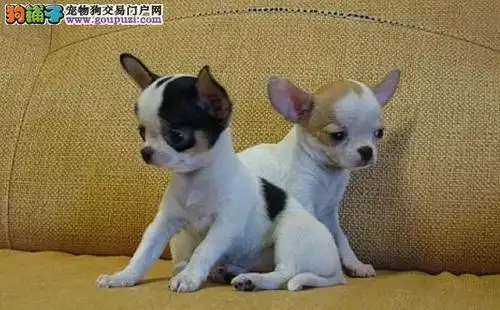 吉娃娃爱不爱叫 养小型犬吉娃娃犬吵不吵