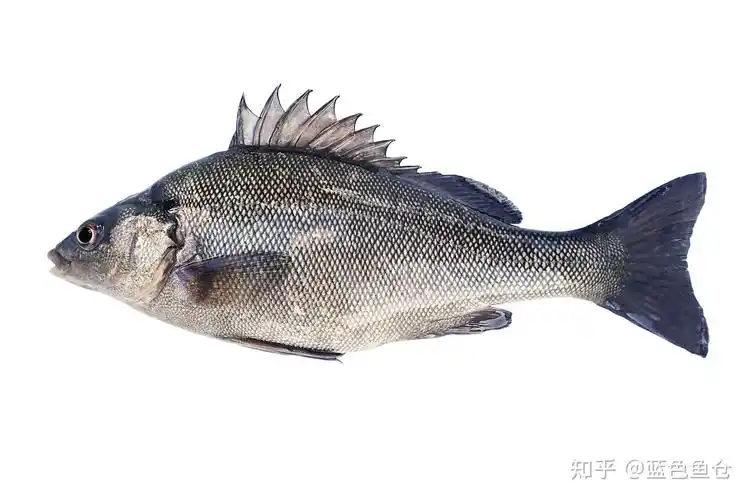 蓝色鱼仓:养殖澳洲银鲈鱼的投喂技巧 - 知乎