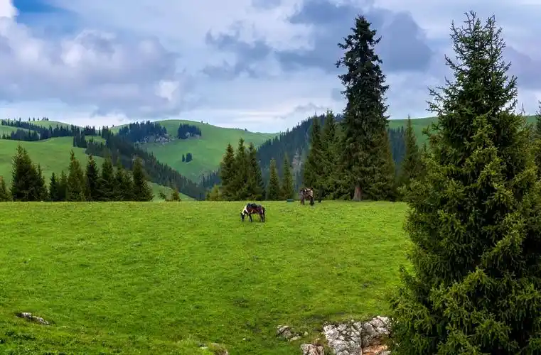 新疆是个好地方(3): 高山草甸,峡谷深林,鲜花盛开的喀拉峻大草原