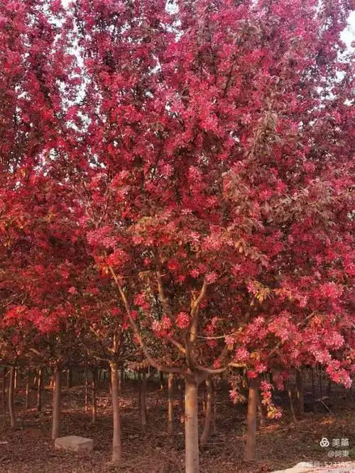 海棠不惜胭脂色,北美丰盛似火焰!