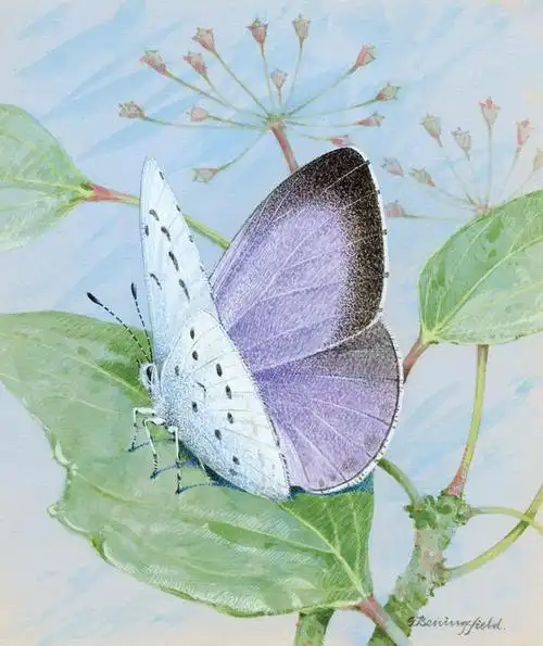 英国艺术家gordon beningfield水彩唯美蝴蝶