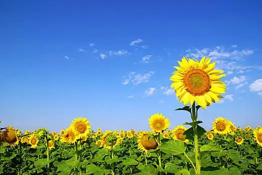 向日葵地,上方,多云,蓝天