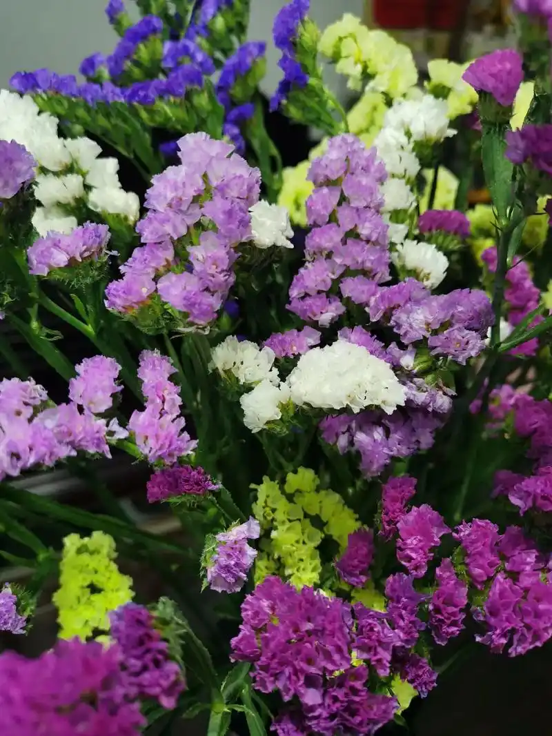 壁纸 花 桌面 1440_1920 竖版 竖屏 手机