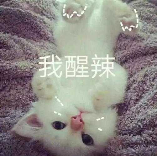我醒啦猫咪我醒猫咪表情