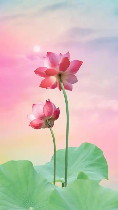 的人,才能邂逅最美的自己,才能邂逅最美的风景和人生 荷花 心如莲花