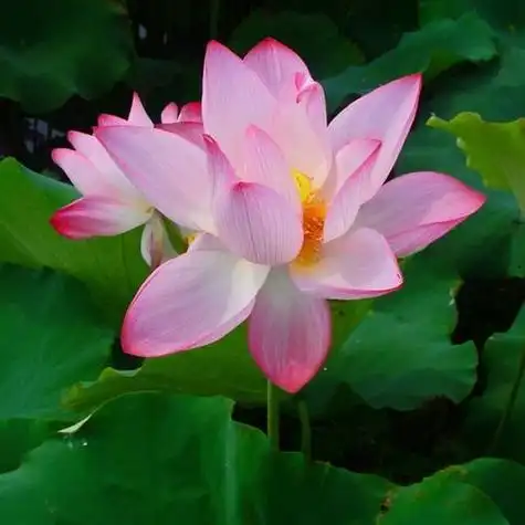 莲花头像微信头象 - 搜狗图片搜索