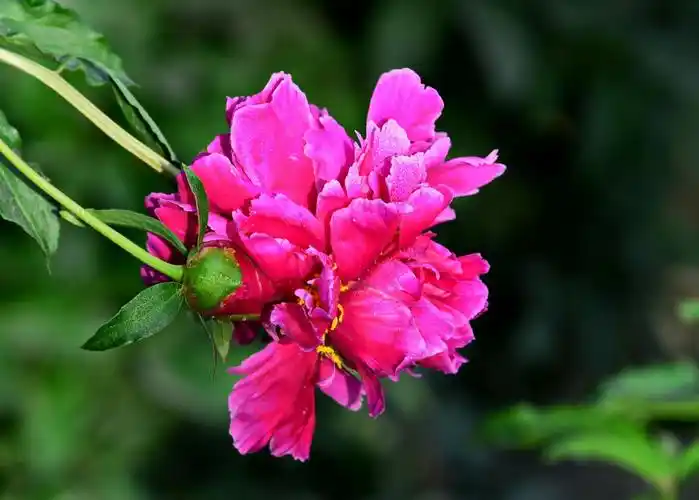 其它 阿拉尔绽放的芍药花 写美篇         阿拉尔