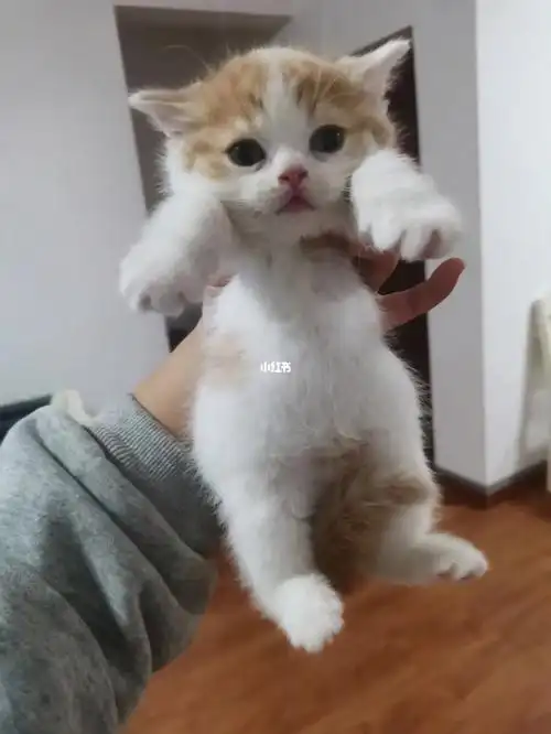 正八英短橘白猫