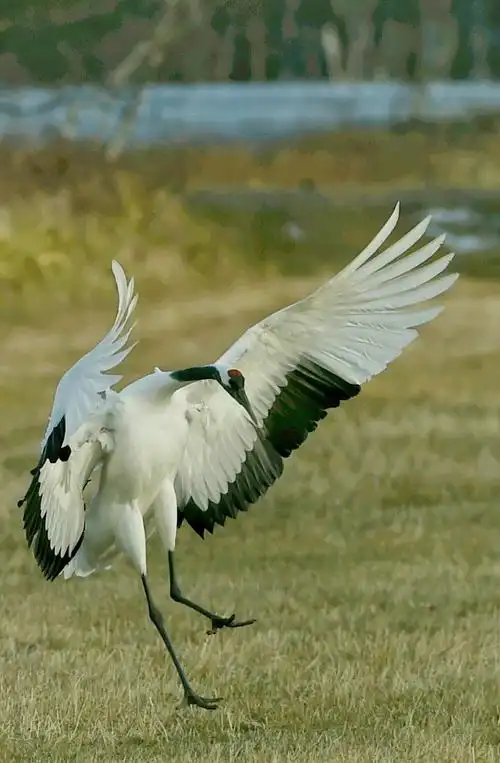 仙鹤,舞蹈肢体语言的导师!