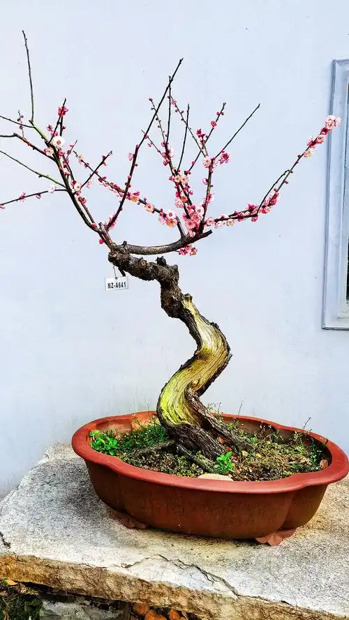 梅花盆景. - 阿云697 - 图虫