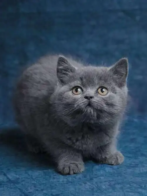 特价加菲猫活体纯种_蓝猫幼猫活体英短纯种蓝白猫异瞳毛匀美短宠物猫