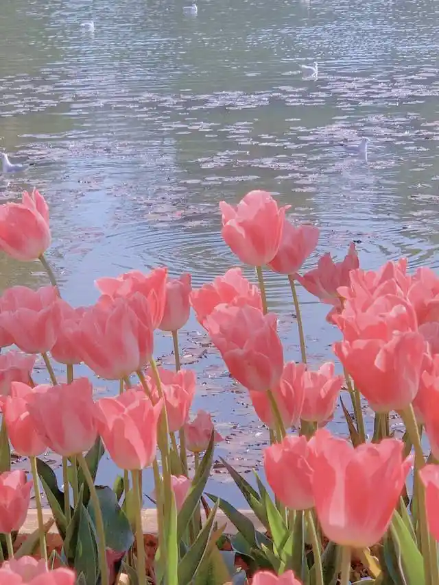 一些超美超治愈的朋友圈背景图