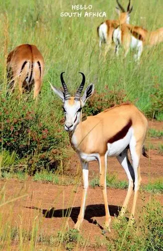 这是非洲三种最常见羚羊其中的一种.