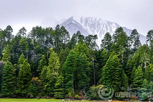 中国最美原始森林之一岗云杉林