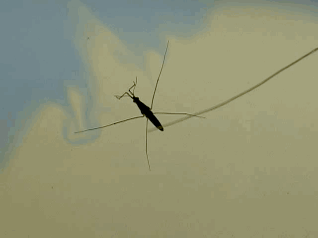 文章来自转载_蜜蜂