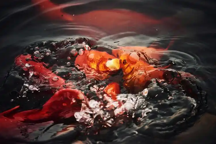 喂荷塘金鲤鱼《首发》