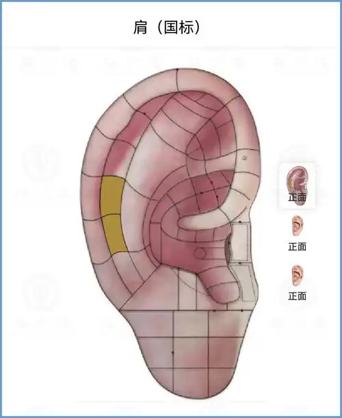 耳舟的分区定位——肩,锁骨