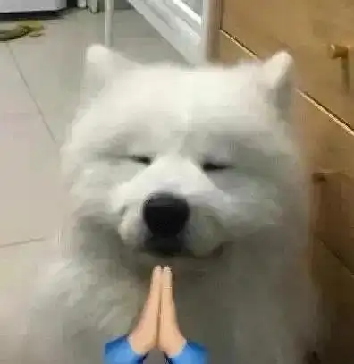 小狗合十表情包谁懂