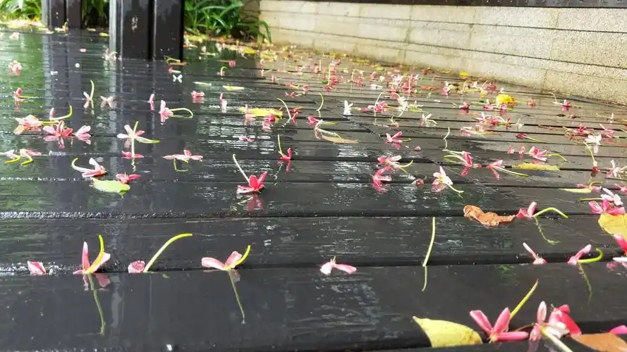 雨后落花