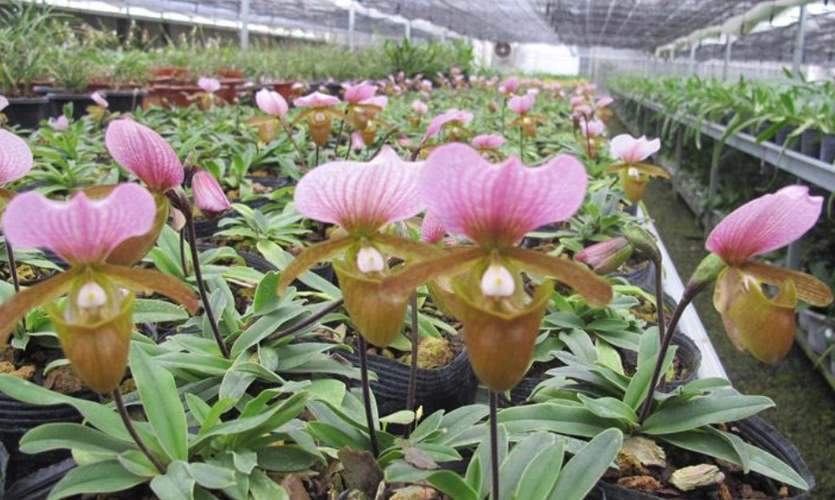 红旗兜兰的鉴赏辨识与保护现状