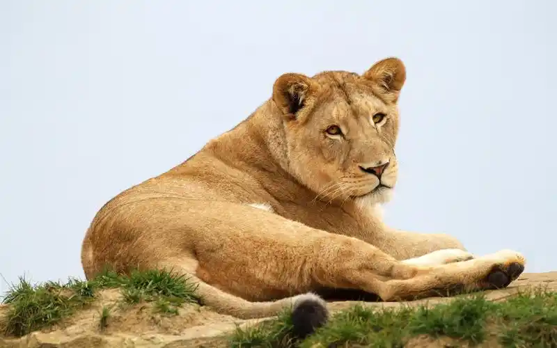 首页 动物与鸟 狮子