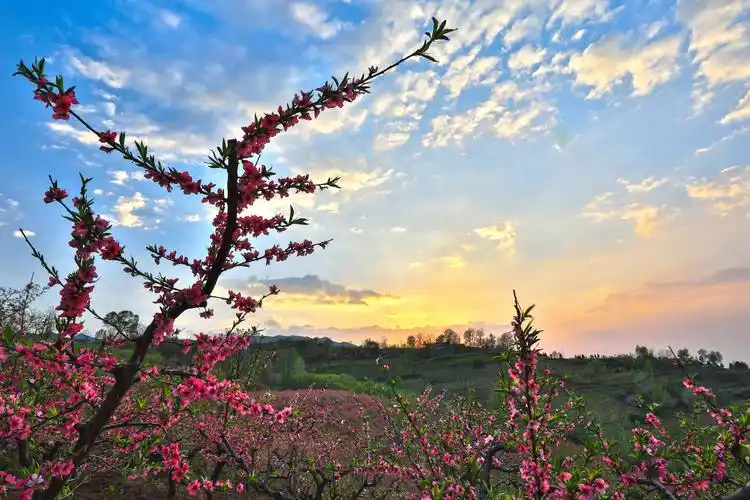 桃花的诗词名句关于桃花的五言诗句