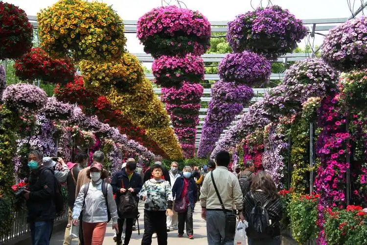 奇花异草——2020上海国际花展