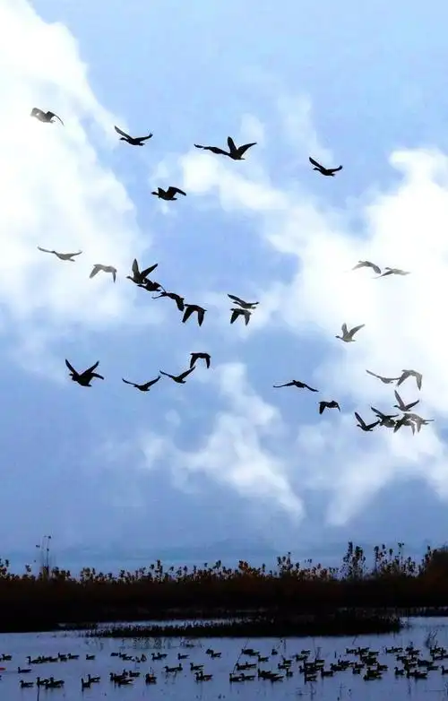 快看,滏阳河上都飞来了一群什么鸟?