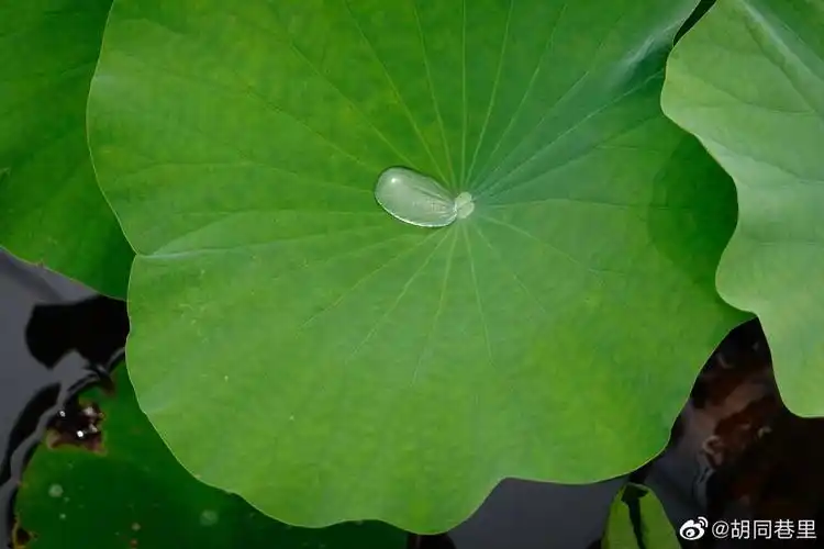 绿盘[微风]清露静心修已 - 堆糖,美图壁纸兴趣社区