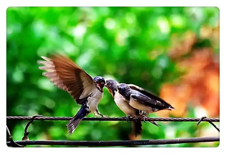 双飞燕作者付志勇诵读娟子