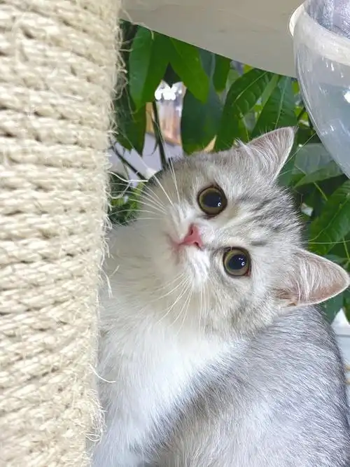 英短银虎斑妹妹