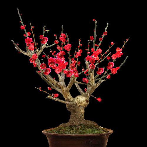 梅花树苗盆景红梅腊梅盆栽 浓香型老桩植物耐寒花卉盆栽四季s
