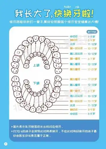 第一恒磨牙也就是我们说的"六龄齿"和下颌中切牙是最先萌出的恒牙,萌