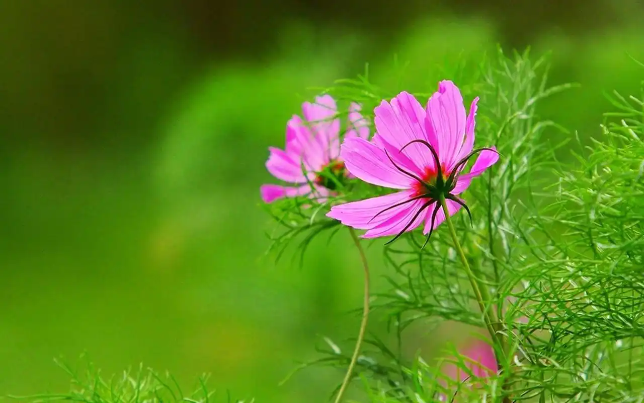 清新护眼红色花卉图片电脑壁纸高清大图预览1920x1200_植物壁纸下载