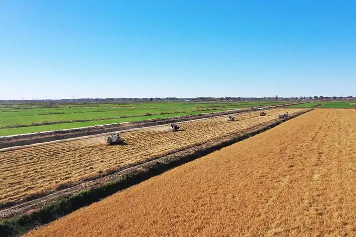 河北玉田收割晚稻颗粒归仓