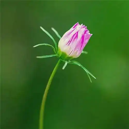 最美格桑花头像图片