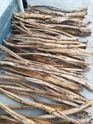 陕西汉中城固宁强县桑白皮目前产地走动平稳