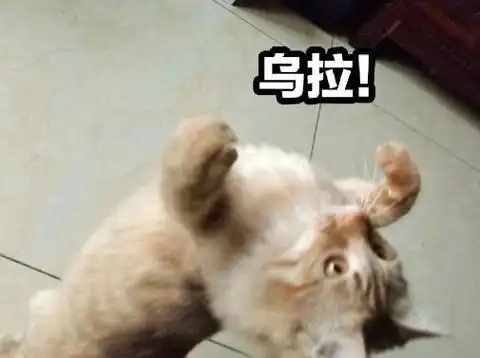 苏卡不列俄语是什么意思乌拉表情包