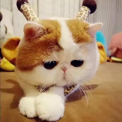 一只轰动猫界 萌死人不偿命的神喵