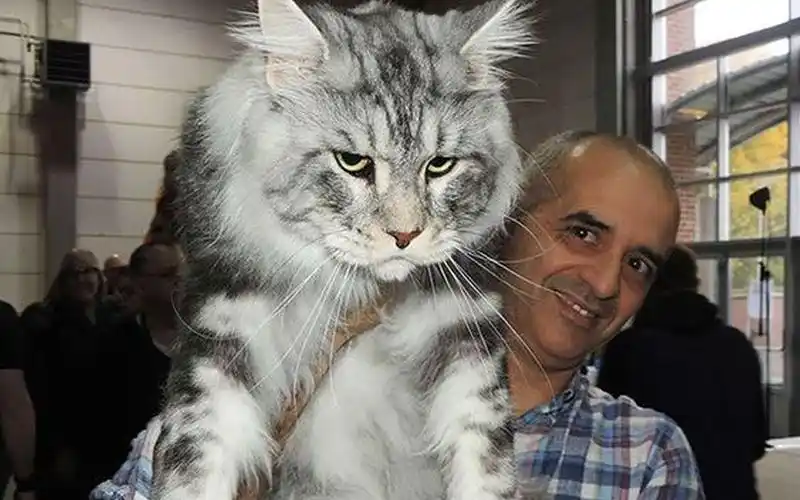 世界上最大的猫 缅因猫 体长1.2 米 被称作"温柔的巨人"_哔哩哔哩_bil