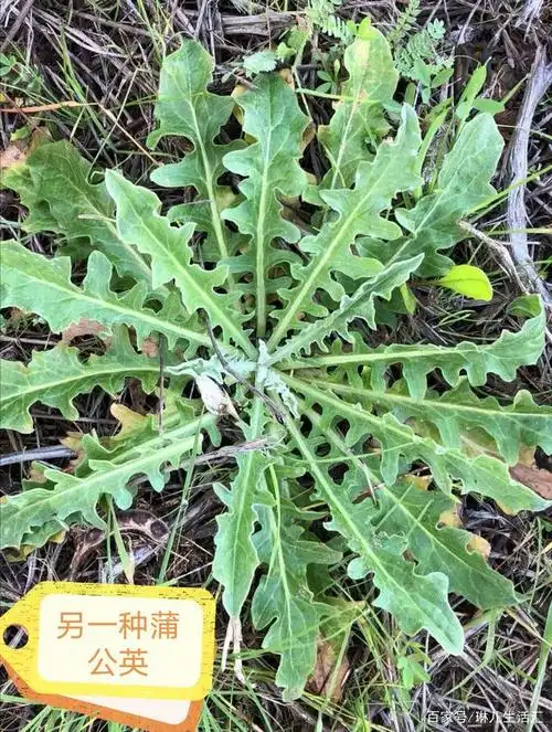 3,刺儿菜 又叫曲曲菜,荠荠菜等. 只吃嫩苗,炒食,做汤均可. 它的汁