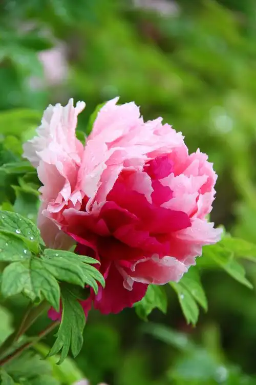 牡丹牡丹花洛阳牡丹甲天下