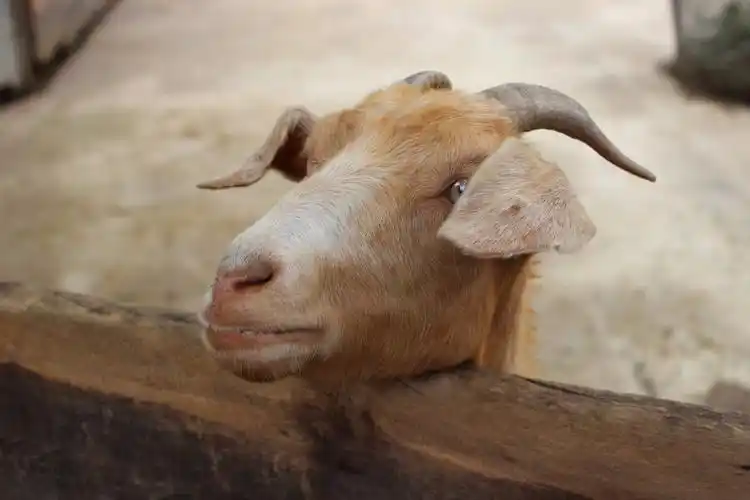 动物园里的山羊 - 自然类-摄影大赛2016 - 地理中文网—《国家地理》