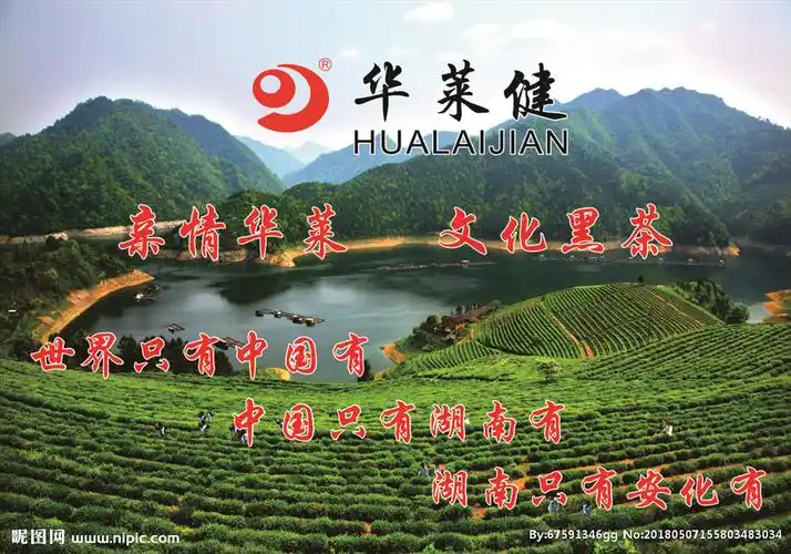 华莱健安化黑茶背景墙图片